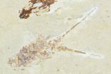Cretaceous Fossil Lobster (Linuparus) And Fish - Lebanon #124004-3